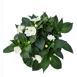 Afbeelding van Impatiens Sun Patiens P19 White